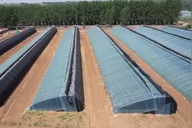 昌乐：一株藤上只长一个瓜 现代化种植助力西瓜产业提档升级图片