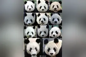快来认认！北京动物园大熊猫最新全家福图片