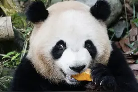 小名“肉肉”像“花花”一样可爱 熊猫“梅兰”迎来7岁生日图片