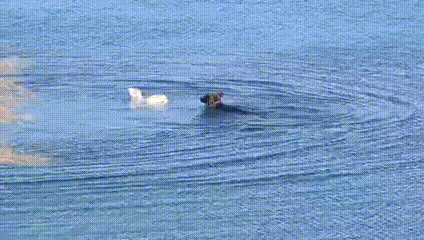 小羊离群掉进呼兰河，牧羊犬游了50米将其拖回！这是水陆两栖牧啊图片