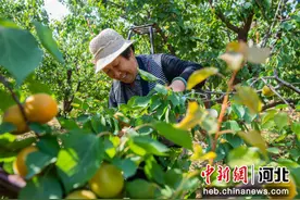 河北枣强：杏子飘香季 收获“杏”福果图片