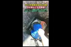 3只小奶猫被装袋扔垃圾桶，幸好被女子发现救助，目前有2只小猫被领养救助者留养1只图片