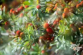 杨梅季快到了，橙柿送你仙居古杨梅酒 | 橙柿福利指南图片