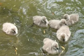 圆明园网红黑天鹅喜添六萌娃图片