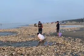 广东汕尾海滩突现密密麻麻“生蚝带”，市民轻松捡百斤，官方：来路不明建议尽量别吃图片
