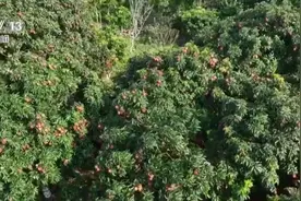 又到一年荔枝红 特色种植打造乡村旅游影响“荔”图片