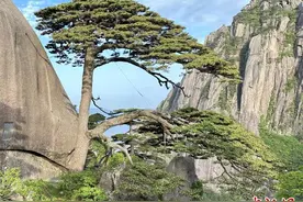 安徽黄山千年迎客松开花图片