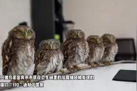 可爱！5只猫头鹰排排站陪民警熬夜值班 快来戳视频↓图片