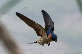 象征吉祥美好的燕子图片