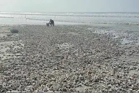 汕尾海丰海边出现大量生蚝！当地称来源尚不明确，不建议食用图片