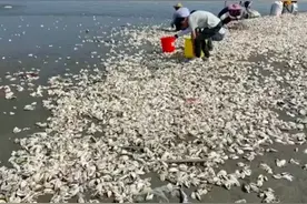广东汕尾突现生蚝带 官方：尽量不要食用！图片