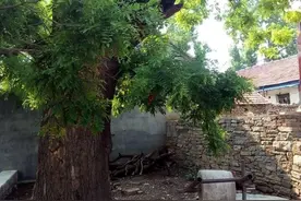 青未了|门前老槐树图片