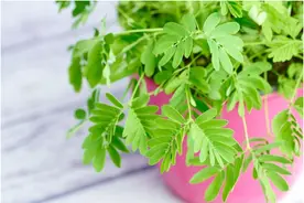 一碰叶子就合拢，这种植物碰完记得要洗手噢~图片