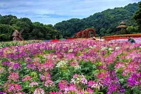 这些人本周休3天！广州多个景区免门票！图片