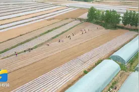 莒南：打造千亩红薯种植共富示范片区 助力群众增收共富图片