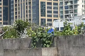 民呼我应 | 小区楼顶天台成“私家花园”？住建部门、街道齐出手图片