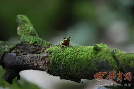 中国特有物种！秦岭又现雨蛙踪迹 曾一度销声匿迹图片