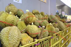 “报恩榴莲”怎么挑？图片