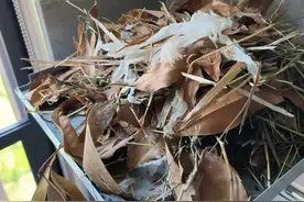 小区精装房竟被鸟儿抢先“入住”！开发商回应业主质疑图片