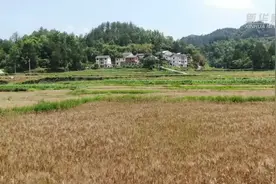 风吹麦浪！贵州省正安县小麦基地喜迎丰收图片