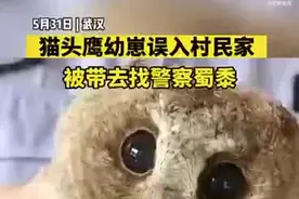 民警拿肉款待被救回的猫头鹰宝宝图片