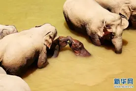 解锁小象的童年密语图片