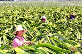 火龙果花开幸福来图片