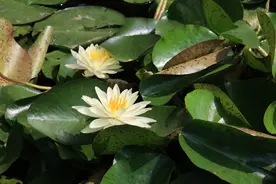 闷热感升级，这是杭州的梅雨季要来了吗？图片