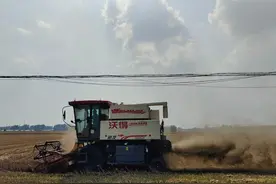 河南郸城麦收第一天：地面潮湿收割机下地困难，发芽小麦收购价六七毛一斤图片