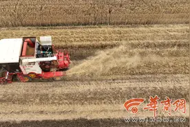 开抢！西安临潼、鄠邑趁天晴抢收冬小麦图片