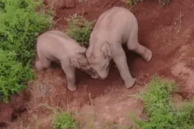 解锁小象的“童年密语”图片