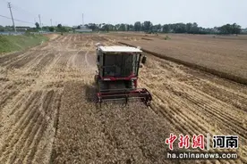 河南漯河：雨后抢收小麦图片