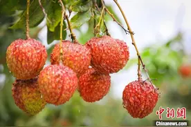 今年广东荔枝产量预计达179万吨 或创五年来新高图片