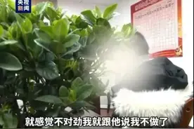 遭毒打、电击……境外“高薪务工”骗局揭露→转扩！千万别去！图片