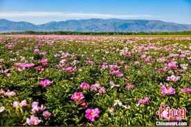 新疆新源：“一花双收” 芍药花带富新农人图片