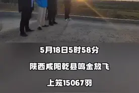 一只小小的鸽子，为何让无数人为之痴迷？揭开信鸽运动的神秘面纱图片
