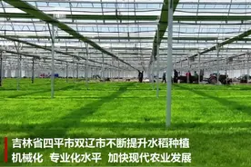 吉林双辽：采取抛秧技术进行水稻移栽图片