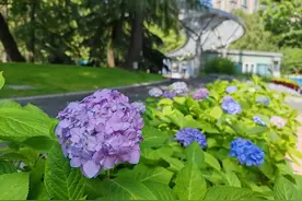 长宁初夏的浪漫：绣球花开，美到梦幻！图片