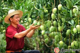 荔枝自由、芒果自由……生活在南宁也太幸福了吧！图片