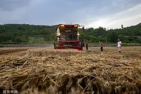 河南“夏收”重心转移至豫北地区，省委书记：已进入决战阶段图片