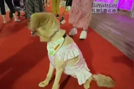 东方明珠游船夜游线首度向萌宠开放视频封面