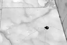 线上短视频“引流”、线下“游击队”上门  “高科技”防水补漏实为噱头图片