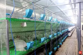 沿河黑水镇：肉兔养殖铺就群众增收新路子图片