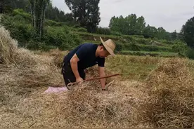 春赏油菜花，夏收油菜籽！ 散发香味的丰收图片