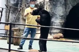 南昌动物园一黑熊骨瘦如柴？园方：状态正常，夏天掉毛显瘦图片