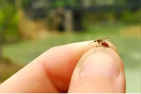 蚊子为啥总叮你？这样止痒比掐“十”字更管用？一文读懂图片