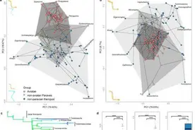 恐龙如何进化到鸟？中国科学家研究发现肢骨演化更慢变化更小图片