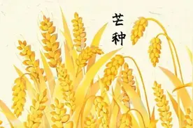 今日芒种｜你不知道的养生秘诀图片