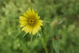 酷似蒲公英的花儿，被称为“蔬菜牡蝠”图片