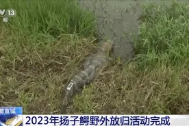 安徽又又又放归扬子鳄了～野外遇见它们要跑吗？图片